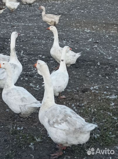 Гуси на доращивание живым весом.мясо гусей