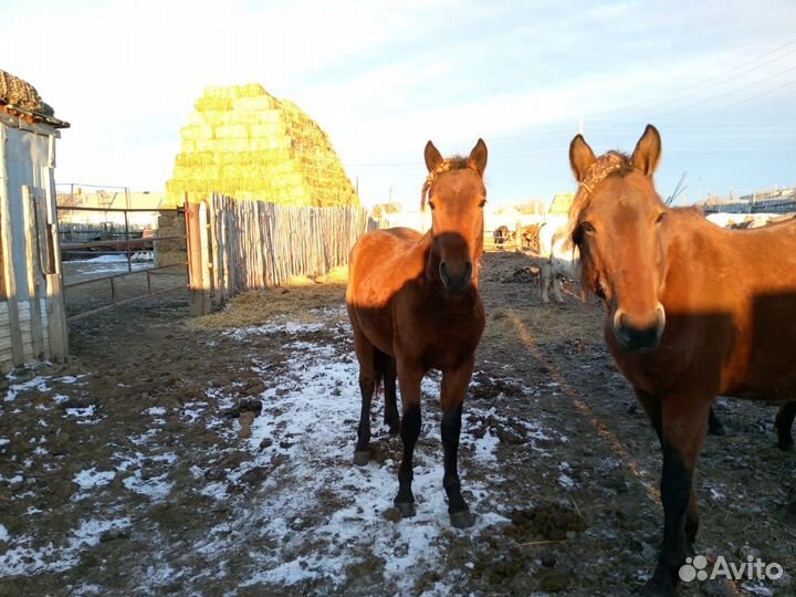 Продам жеребчика 1,5