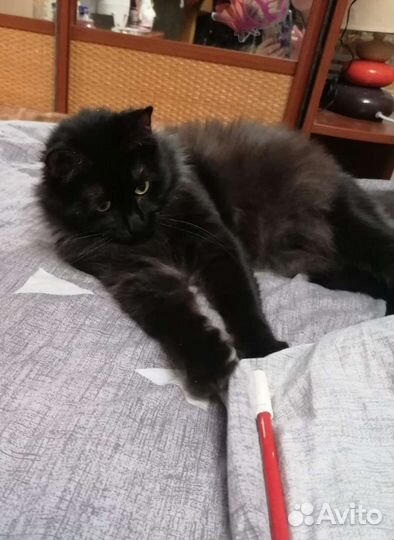 Очень добрый кот