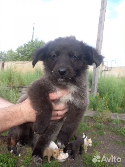 Щенок мальчик