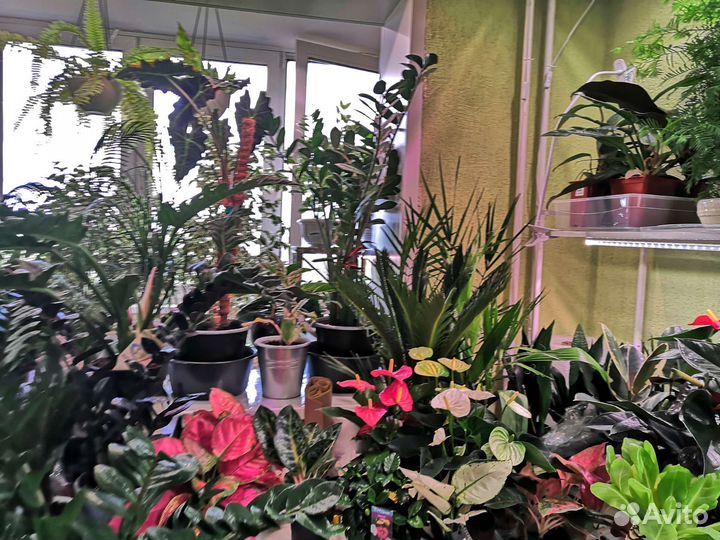 Комнатные цветы растения для офиса дачи дома