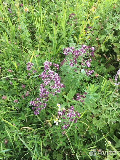 Трава душица