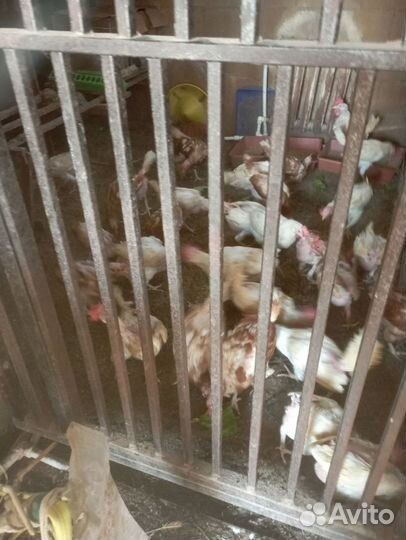 Продам курец