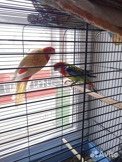 Розелла попугай