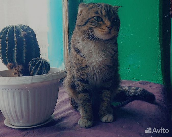 Кошка в дар бесплатно
