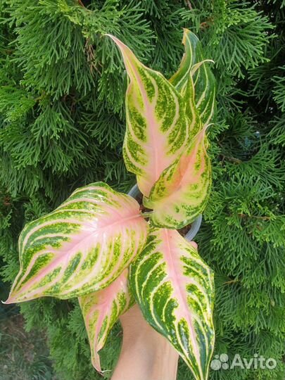 Aglaonema Тай