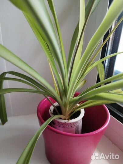 Цветы комнатные