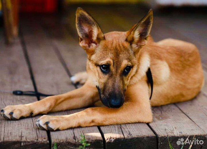 Собака в добрые руки