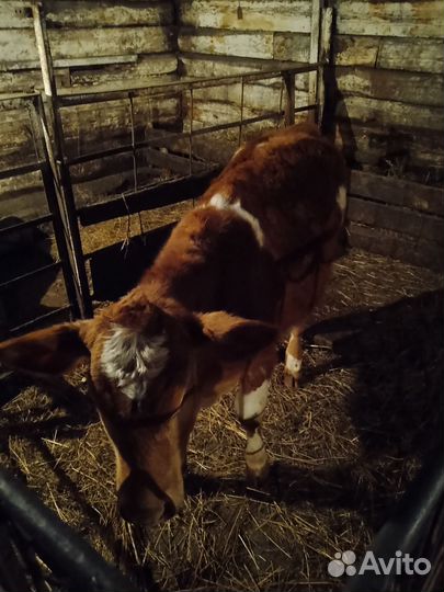 Телачка 7 мес