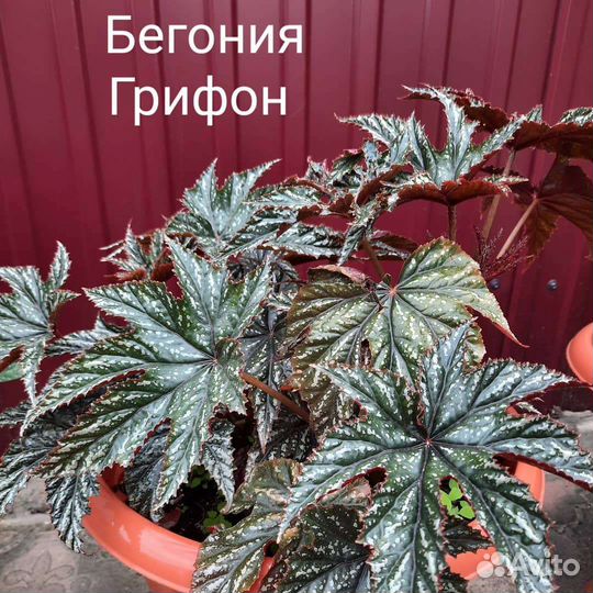 Бегония Грифон