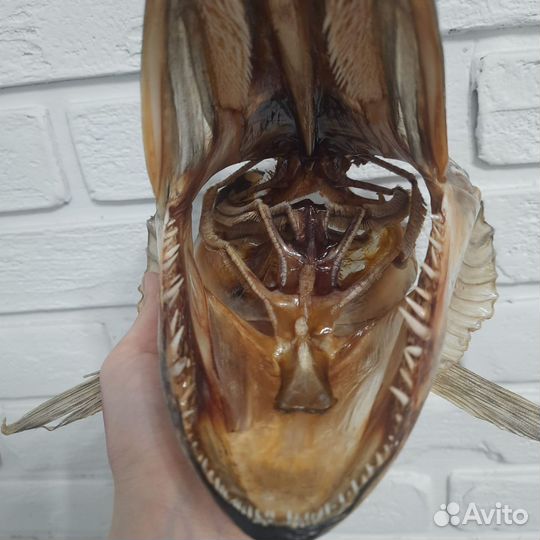 Чучело головы щуки