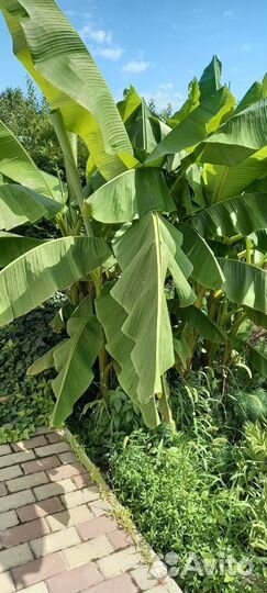 Пальма банановая, продам 4 саженца