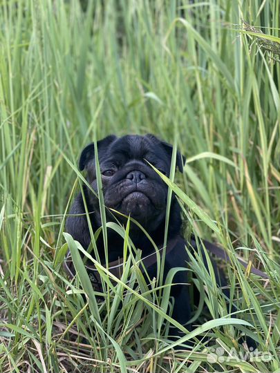 Черный мопс