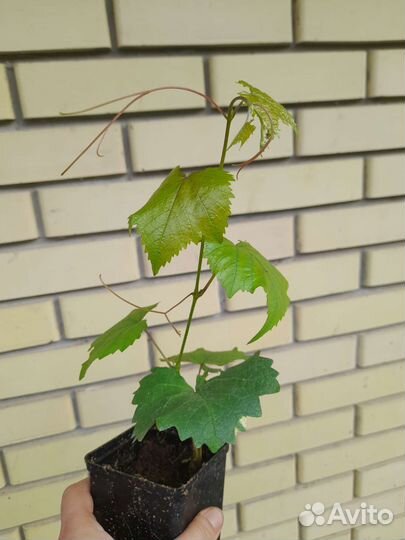 Актинидия коломикта, виноград амурский
