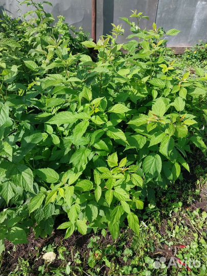 Ремонтантная малина