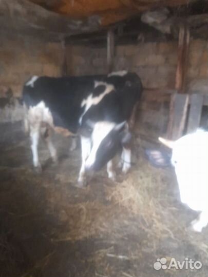 Продаются быки 4 шт. на мясо