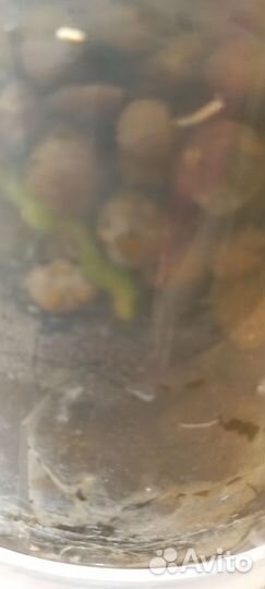 Детка орхидеи фаленопсис, кристальная вода