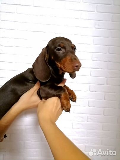 Щенок таксы