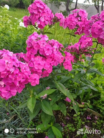 Флоксы сортовые, тысячелистник махровый