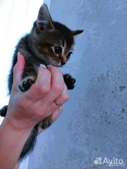 Кошка в дар бесплатно