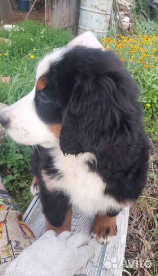 Бернский зенненхунд