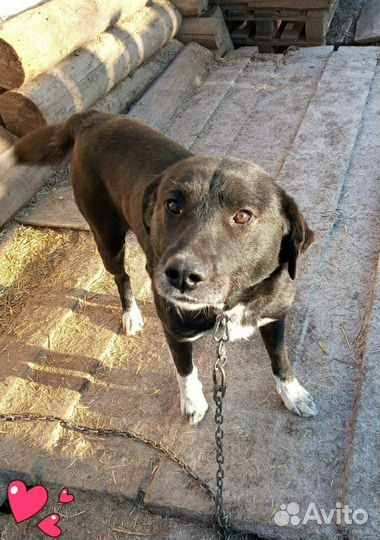 Кобель в добрые и заботливые руки