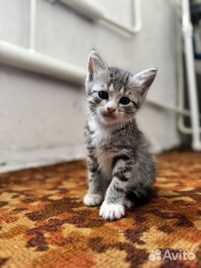 Котята в добрые руки даром