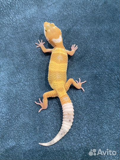 Эублефар малыши