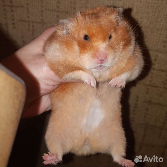 Сирийские хомячки. Клетки. Доставка