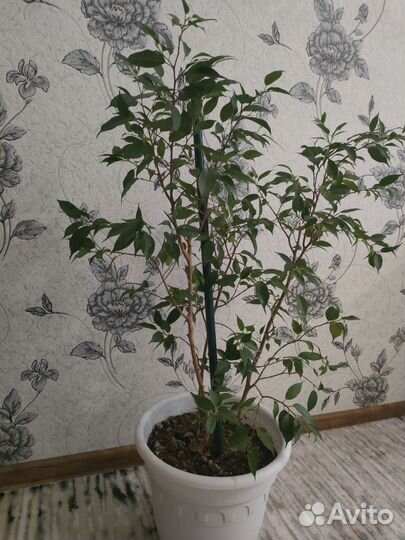 Фикус бенджамина