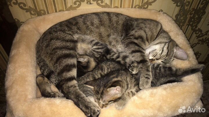 Котята бесплатно