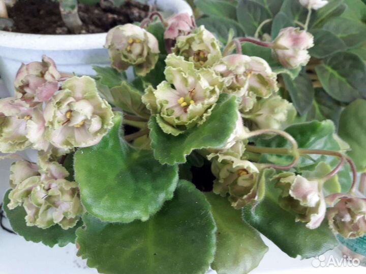 Комнатные цветы