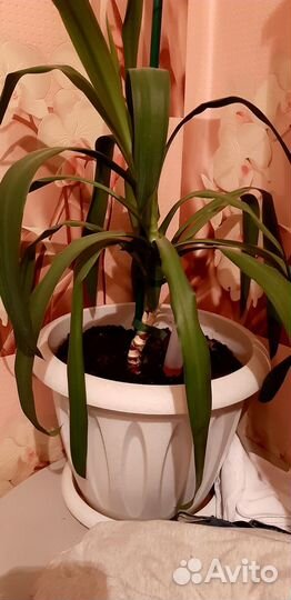 Пальма Юкка в горшке