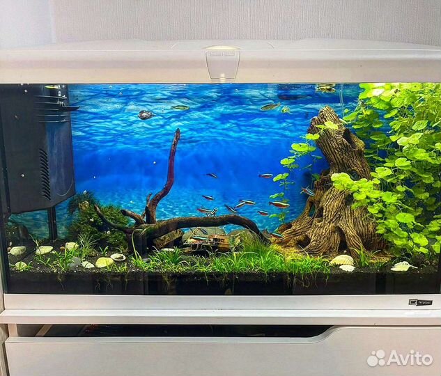 Обслуживание, чистка, установка, дизайн аквариума