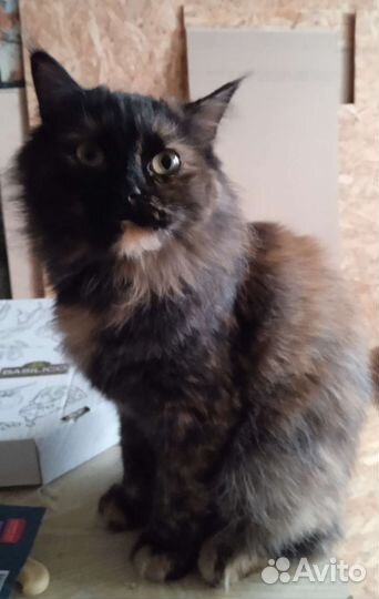 Молоденькая милая киса Черри