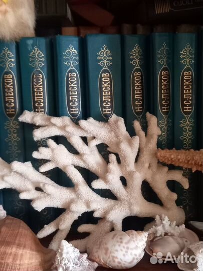 Ветка коралла, морская звезда, краб, ракушка