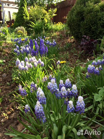 Садовые цветы