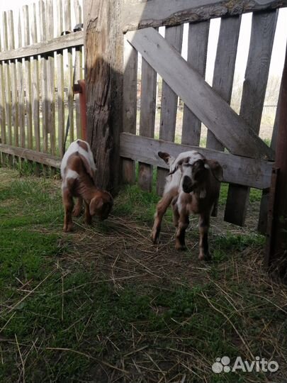 Нубийские козлики