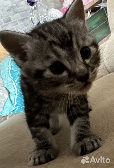 Курильский бобтейл