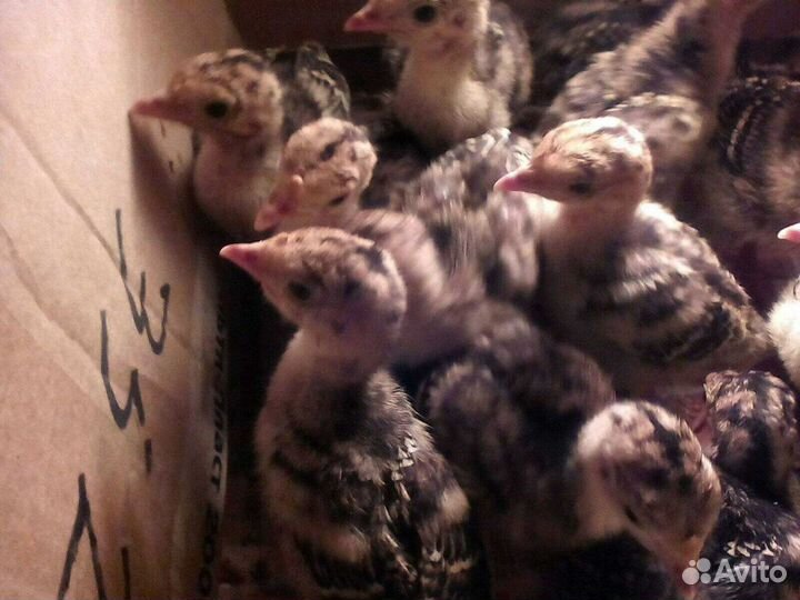 Индюшата бронза