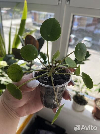 Пилея пеперомиевидная