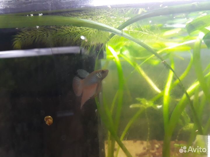 Фильтры Juwel Bioflow 3.0/M 500л/ч