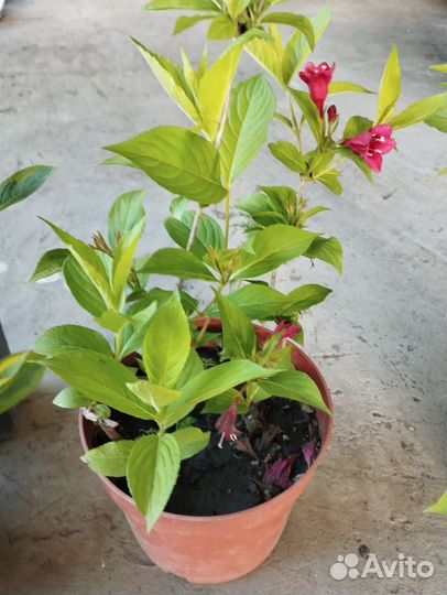 Кустарник вейгела