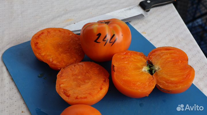 Рассада коллекционных томатов