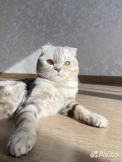 Шотландский кот вязка