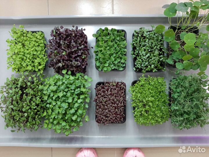 Микрозелень растущая и срезанная
