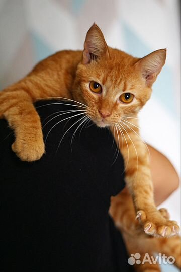 Кот ищет дом