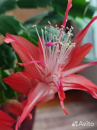 Сортовые декабристы шлюмбергеры