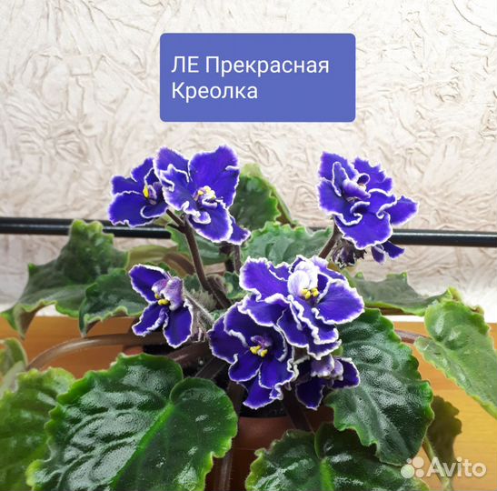 Сортовые Фиалки