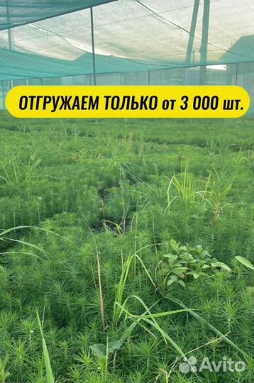 Саженцы сосны окс